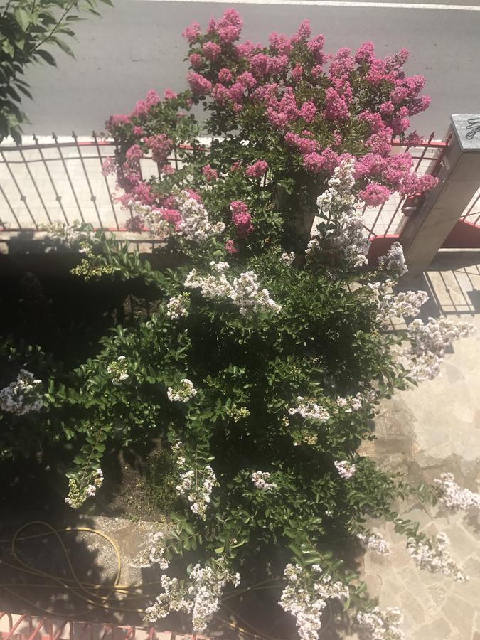 Jane Guest House نيسيبار المظهر الخارجي الصورة